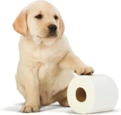 Scottex Toiletpapier - Kussenzacht Design Wc Papier - 84 Rollen 8 Scottex Toiletpapier - Kussenzacht Design Wc Papier - 84 Rollen -Dagelijkse Benodigdheden Verkoop 1200x1142 2